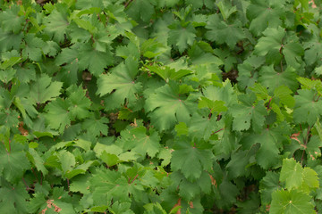 Pianta di uva fragola