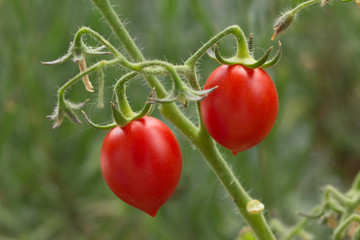 Piantina di pomodori