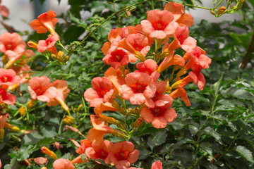 Rampicante trombetta bignonia