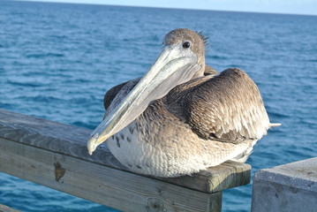 Relaxing pelican front view
