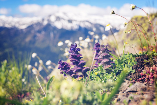 Fototapeta Wildflowers, close-up, blooming in the alpine meadow