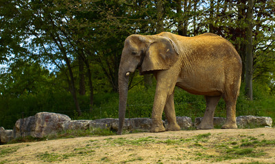 Beauval elephant