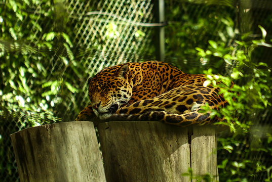 beauval jaguar