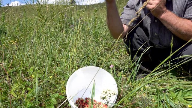 Harvesting wild strawberries - Fragaria viridis. Adult male harvesting wild strawberries with bushes and shifts in white plastic bucket
