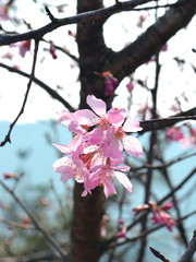 White sakura on the tree