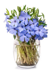 bright violet wild periwinkle flower bouquet