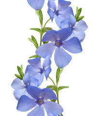 Seamless flral pattern border. Wild periwinkle flowers isolated