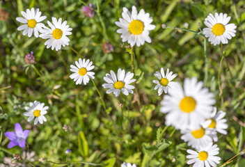 wildflowers at spring time