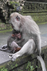 Sacred Monkey Forest