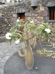 le jardin des cactus lanzarote