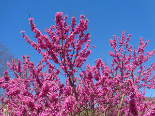 Spring blooming cercis, purple flowers on Judas tree