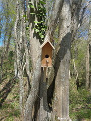 Homemade birdhouse on tree in spring forest