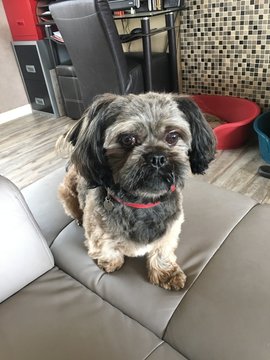 lhassa apso