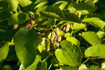 Fresh ripe mulberry berries on the branch