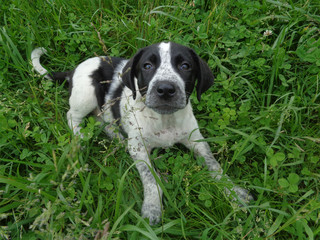 Black and white homeless puppy among clover and green grass