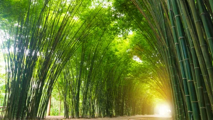 Gardinen Tunnelbambusbaum mit Sonnenlicht. © ronnarong
