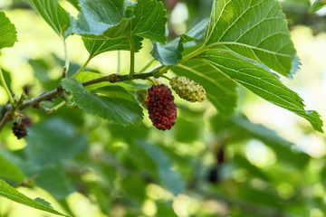 Fresh ripe mulberry berries on the branch