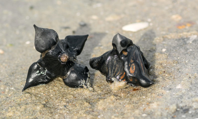 Fruit of water chile. Water chestnut. Mascot to attract cash flow, magic