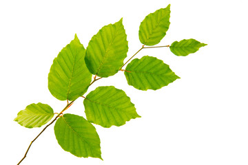 Plakat Green leaves isolated on white background.