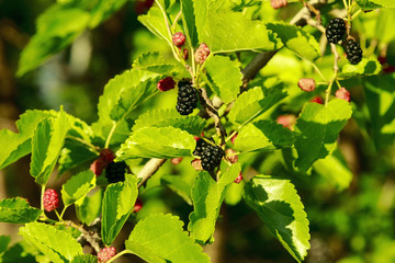 Fresh ripe mulberry berries on the branch