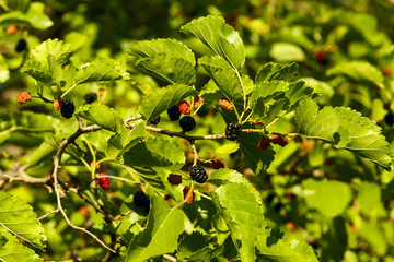 Fresh ripe mulberry berries on the branch