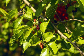 Fresh ripe mulberry berries on the branch