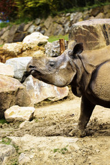 beauval rhino