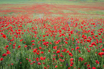 Beautiful field of red poppies