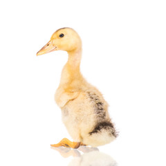 Cute little yellow newborn duckling isolated on white background. Newly hatched duckling on a chicken farm.