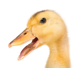 Cute little yellow newborn duckling isolated on white background. Newly hatched duckling on a chicken farm.