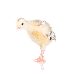 Cute little newborn chicken turkey, isolated on white background. One young nice big bird.