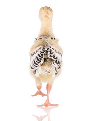 Cute little newborn chicken turkey, isolated on white background. One young nice big bird.