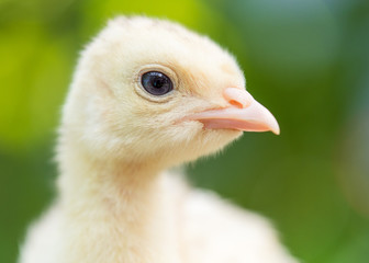 Cute little newborn chicken turkey, on green outdoors background. One young nice big bird, close-up head.
