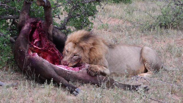 Close up of Lion feeding on Buffalo kill South Africa