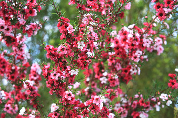 Beautiful flowers of Broom tea-tree,many red and pink flowers blooming in the garden in autumn