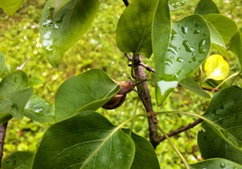 Snail with a house on a green leaf after rain