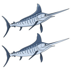 Colored illustration of a marlin fish. Isolated vector objects on white background.
