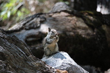 Ecureuil se nourrissant, Yosemite Valley