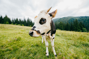 Closeup of spotted cow on field at pasture high in carpathian moutains outdoor at farm.  Healthy meat and dairy products. Cattle breeding. Doomed to be killed.  Alpine agriculture. Funny animal muzzle