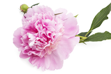Beautiful pink peony flower, Paeonia lactiflora, isolated on white background