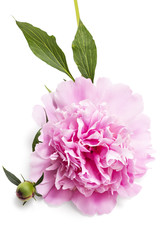 Beautiful pink peony flower, Paeonia lactiflora, isolated on white background