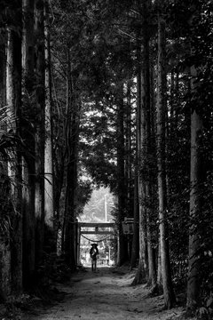 Pilgrim is walking in Japanese forest under the tall trees in the traditional hat near famous village Mitsutoge