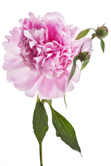 Beautiful pink peony flower, Paeonia lactiflora, isolated on white background