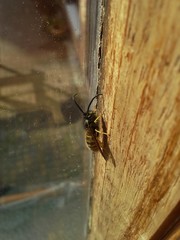 Wasp by the Window