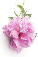 Beautiful pink peony flower, Paeonia lactiflora, isolated on white background