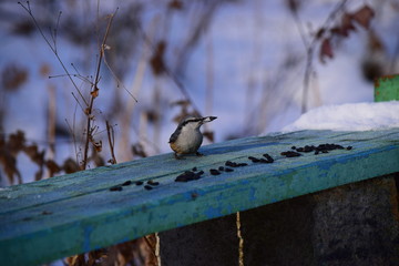 Птица синица зимой в городском парке кушает семечки на скамейке