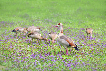 Egyptian Goose Family