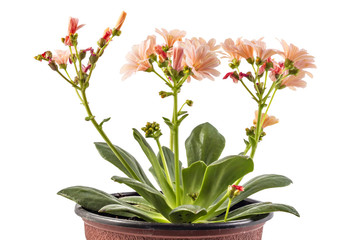 Orange flowers Hippeastrum in flower pot, isolated on white background, (Amaryllidaceae) blossom flowers Amaryllis or Hippeastrum