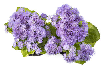 Beatifull fluffy blue Ageratum houstonianum in flower pot on the white background. Conoclinium coelestinum. Garden plants