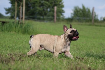 Fototapeta premium französische bulldogge hat spaß im garten